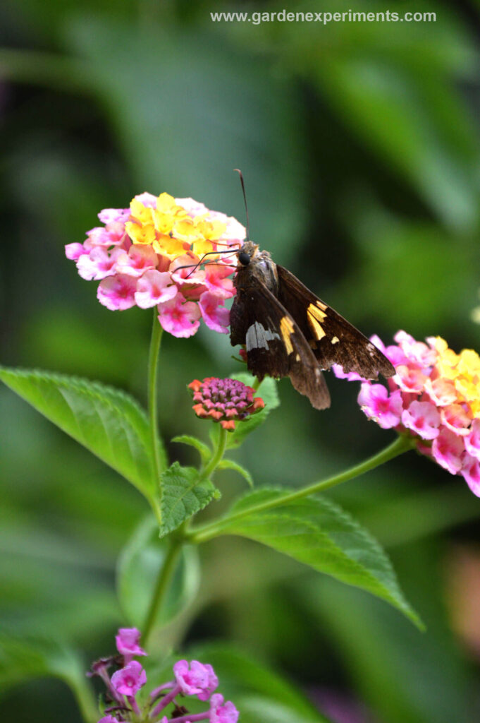 Lantana with skipper butterfly