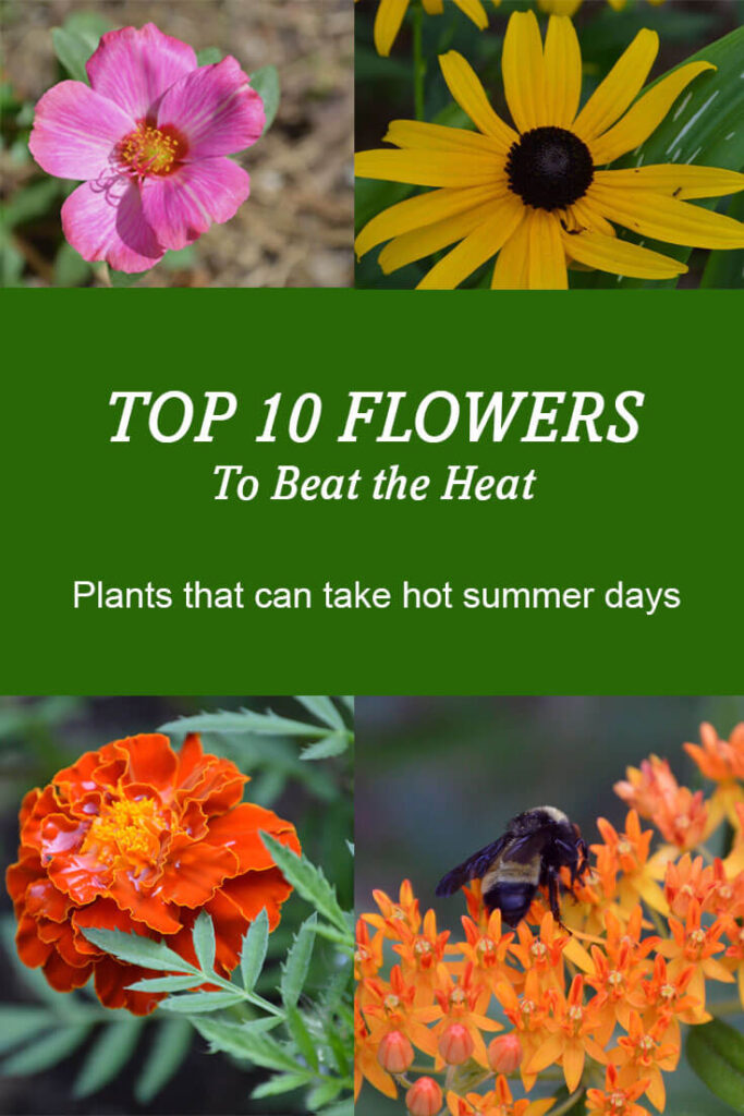 Top 10 Flowering Plants that Beat the Heat