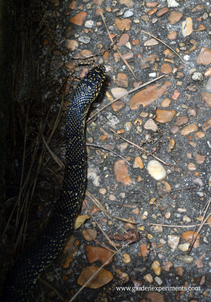 Speckled king snake on my back stairs