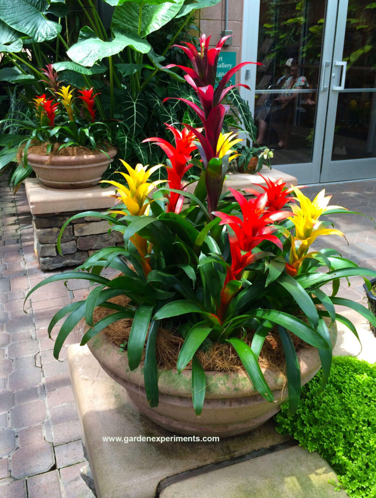 Container garden with tropical plants