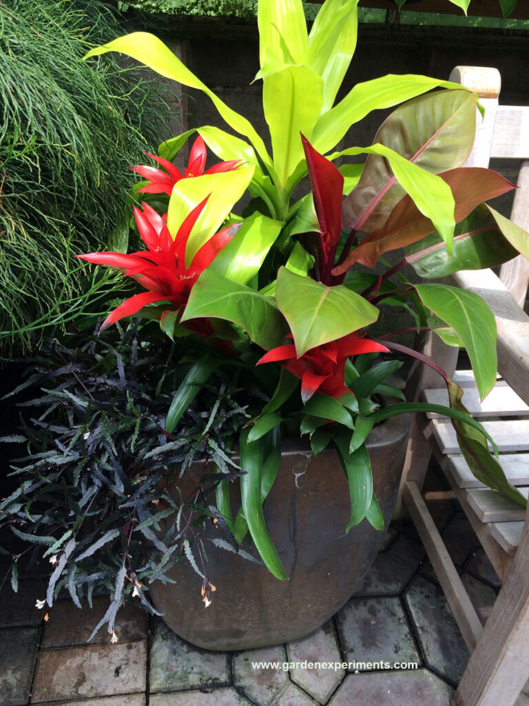 Container garden with tropical plants