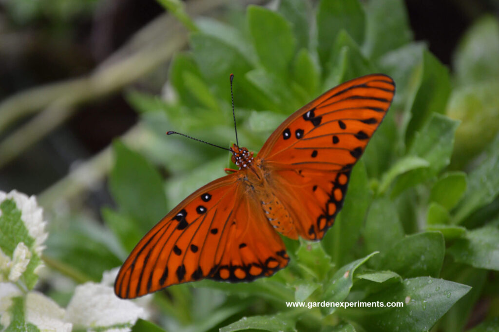 Gulf Fritillary recently hatched