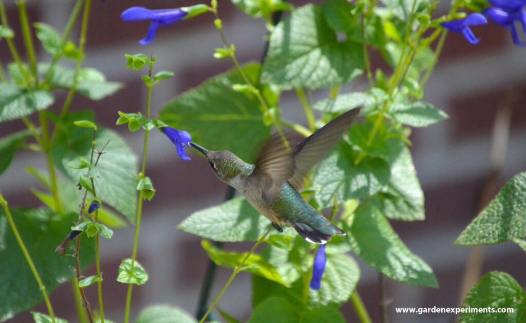 Ruby-throated hummingbird feeding on blue salvia