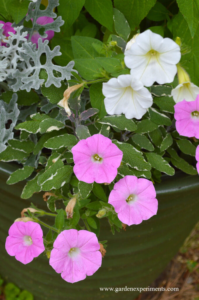 The pink-silver-white plant color combination