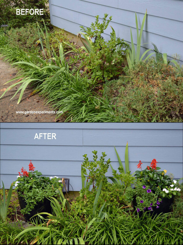 Adding color to a garden with poor soil using container gardens