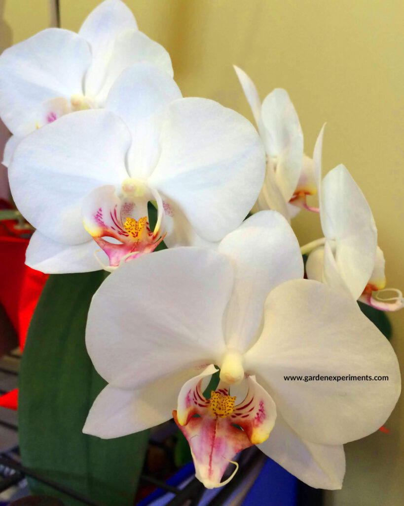 Phalaenopsis orchid blooming in my office