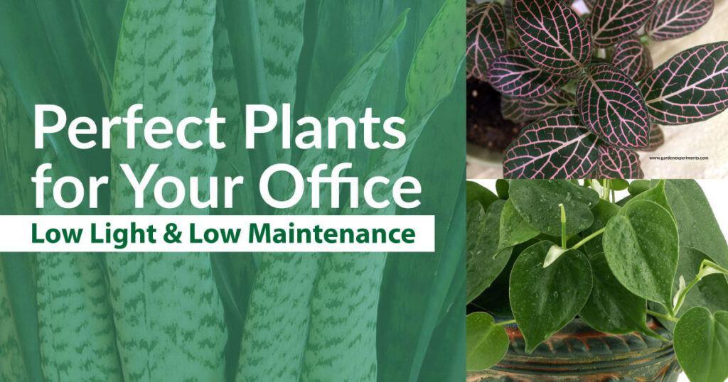 Perfect Plants for Your Office