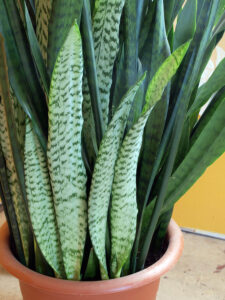 Mother-in-Law's Tongue or Snake Plant