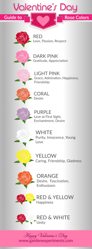 Color of Roses Meaning Chart