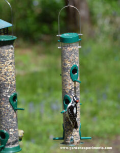 Downy Woodpecker on Duncraft original tube feeder