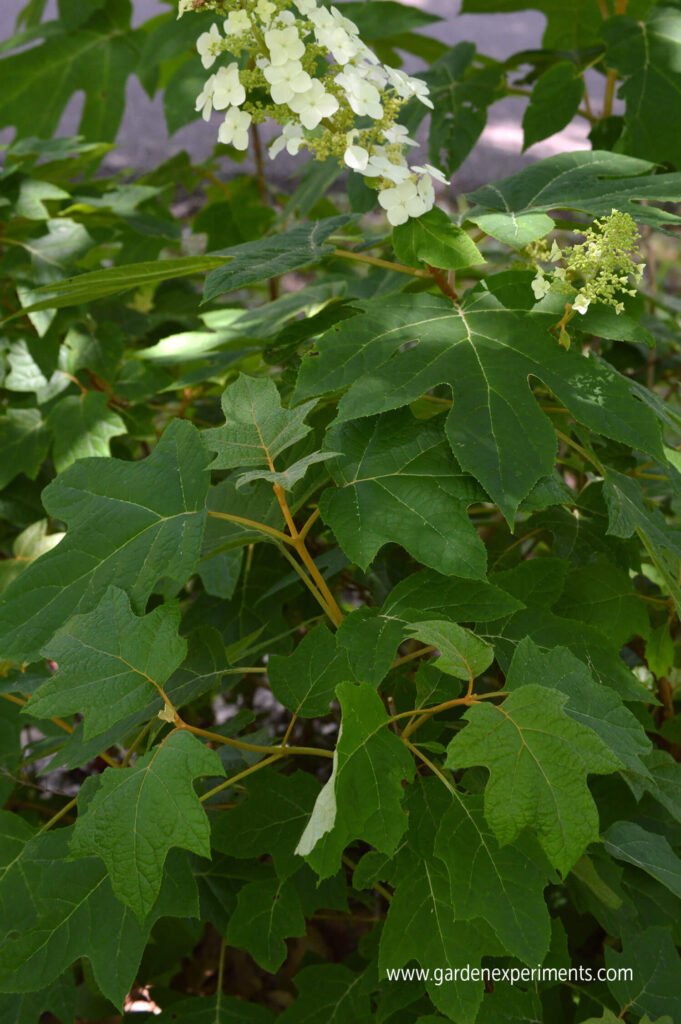 Large leaves of Hydrangea quercifolia