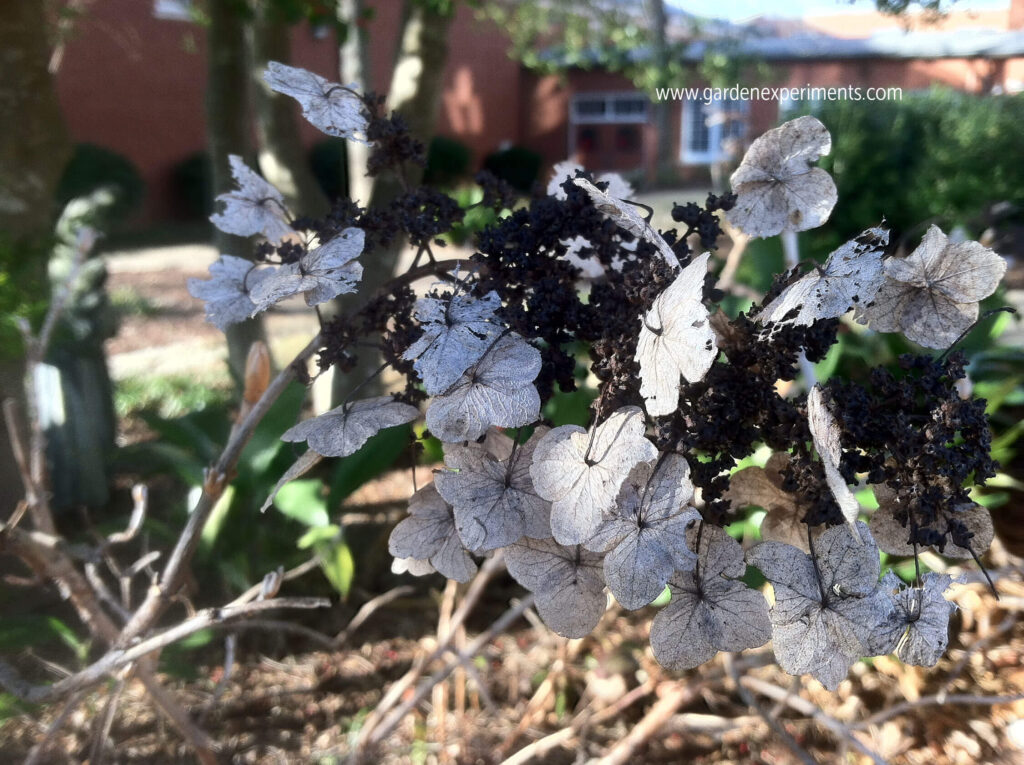 Dried bloom in winter