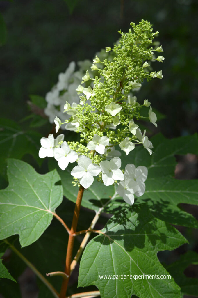 oak-leaf-hydrangea
