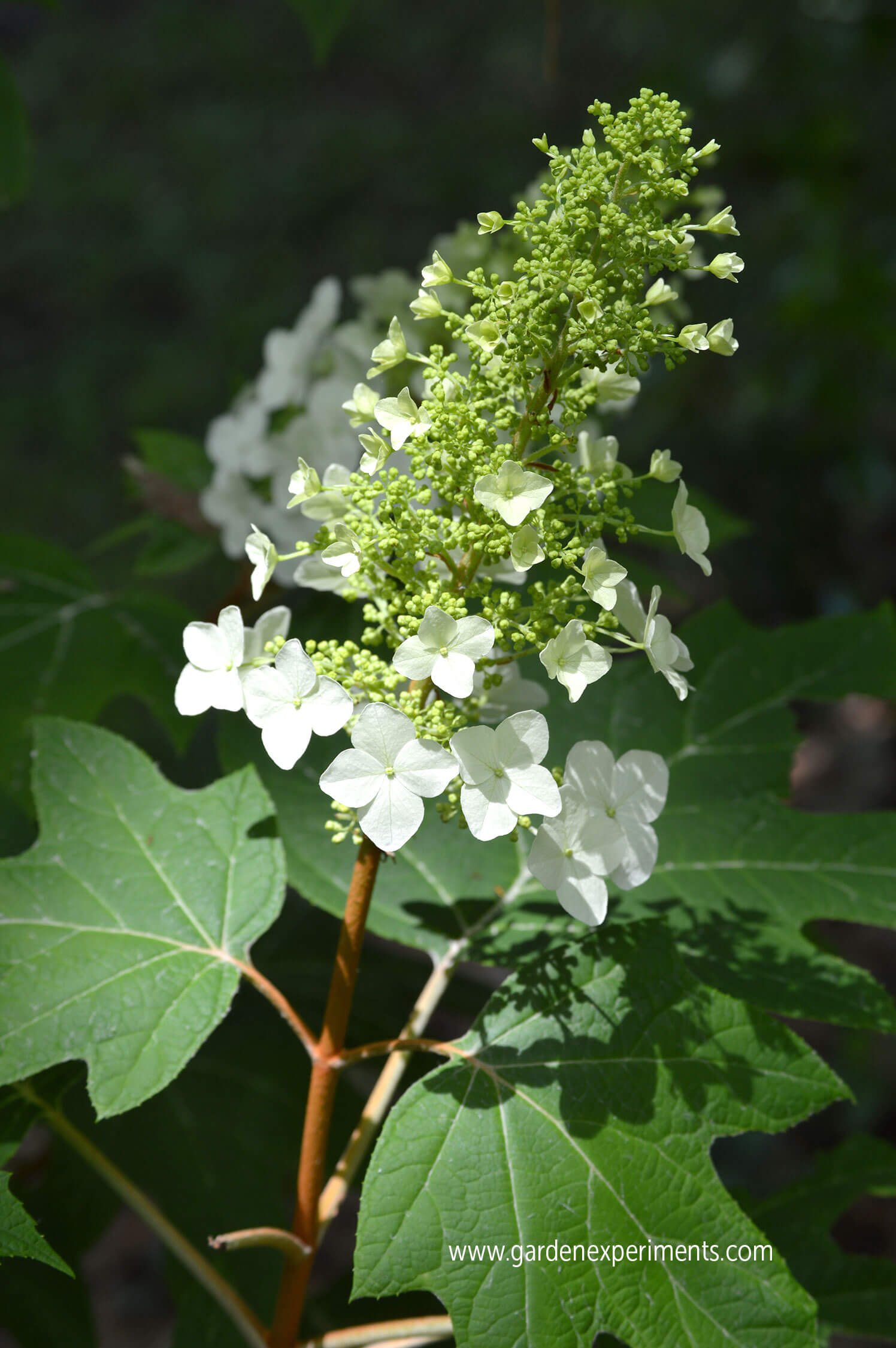 3 top reasons to love the oakleaf hydrangea shrub
