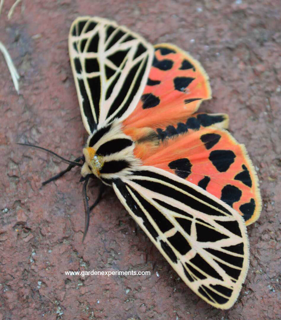 Virgin tiger moth (Grammia virgo)