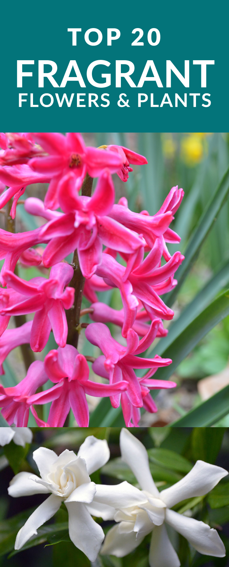 top 20 fragrant flowers and plants for your garden top 20 fragrant flowers and plants for your garden