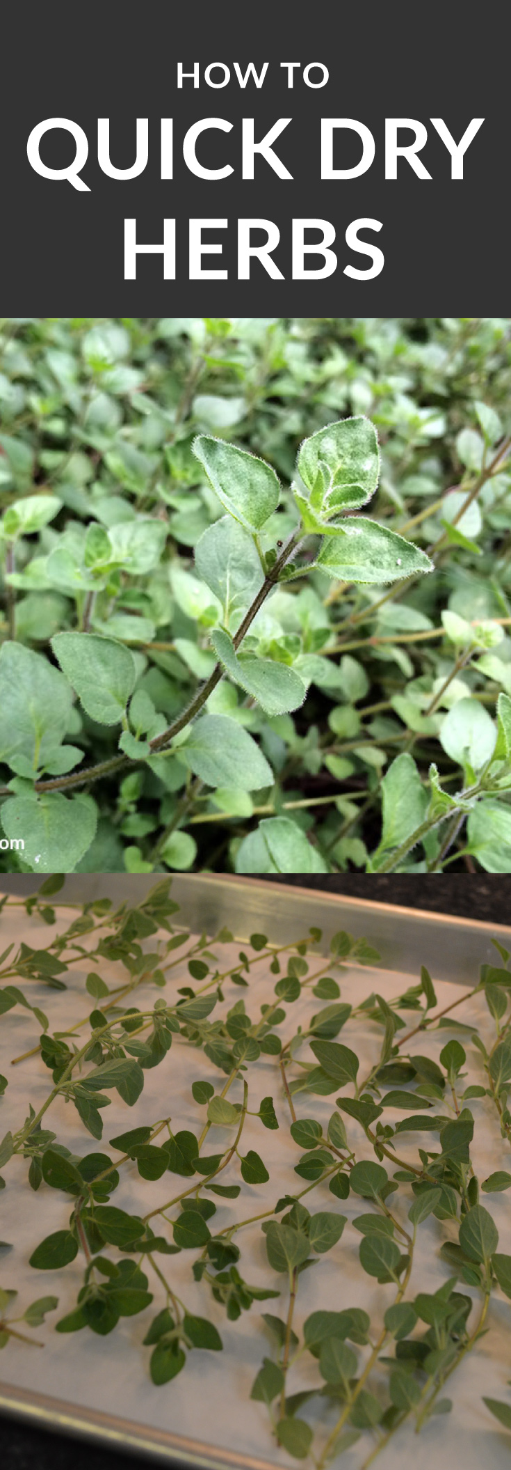 How to Quick Dry Herbs from your Garden