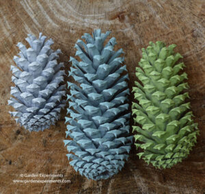 Pine cone colors