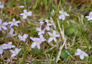 Honeybee on spring beauty