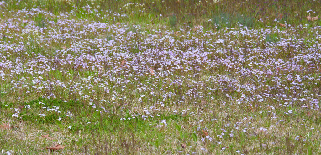 A field of spring beauties