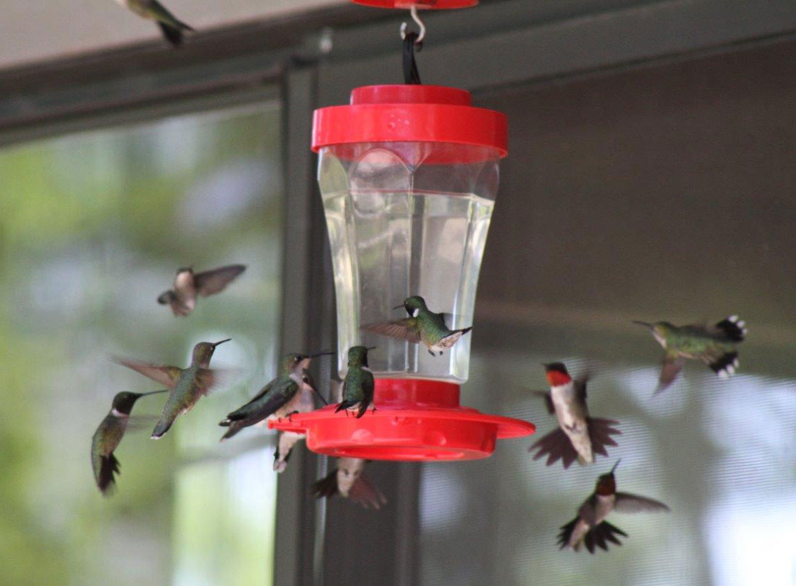 when to put out your hummingbird feeders in spring when to put out your hummingbird feeders in spring