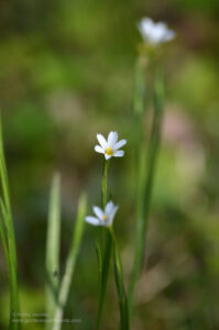 Prairie blue-eyed grass