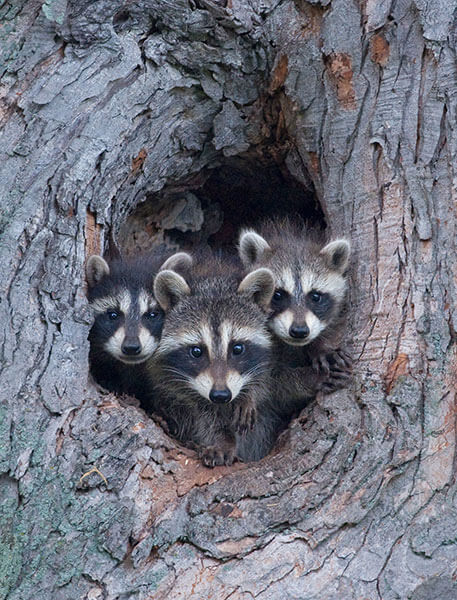 Raccoons in a cavity tree