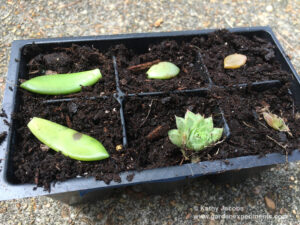Place the succulent leaves flat on top of the soil surface
