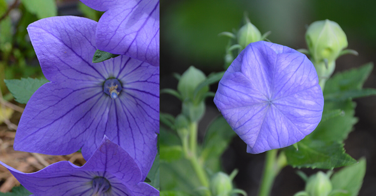 The Flower That Thinks It's a Balloon