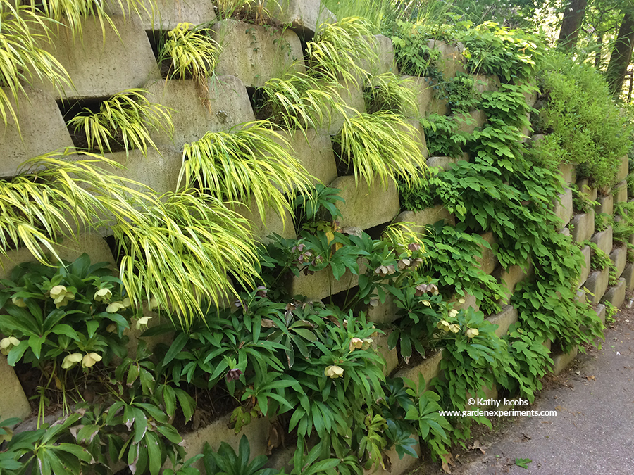 Living Wall of shade plants