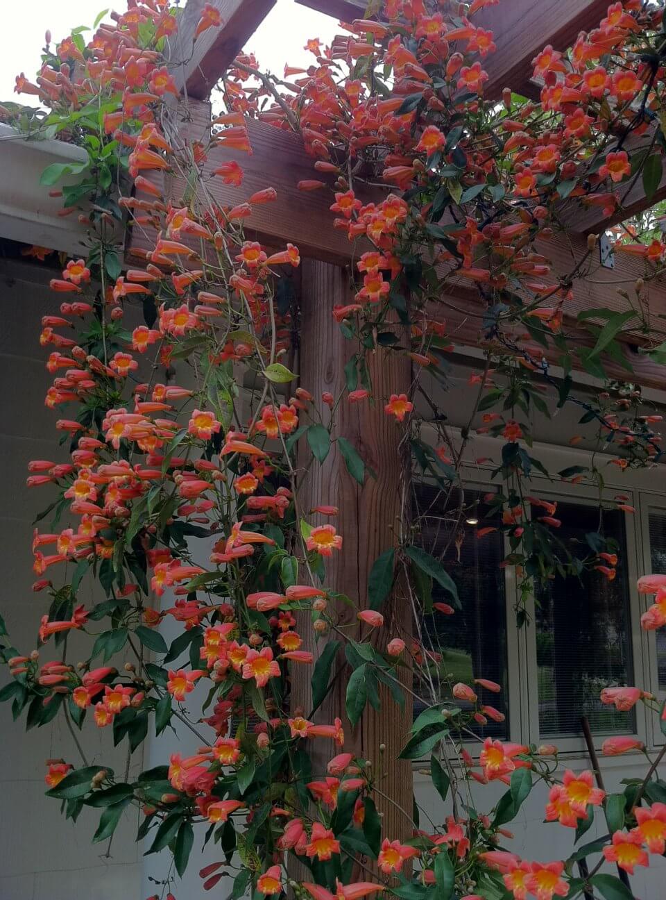 Native Crossvine on the Arbor