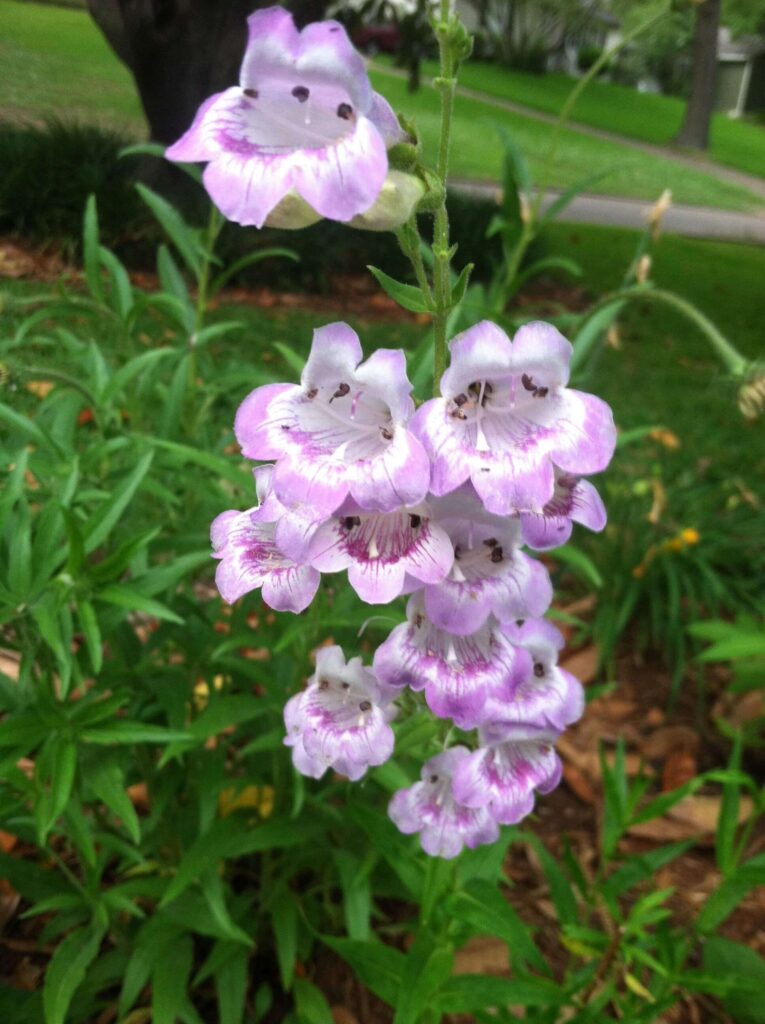 Penstemon