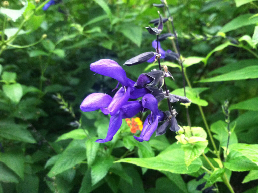 Purple majesty salvia