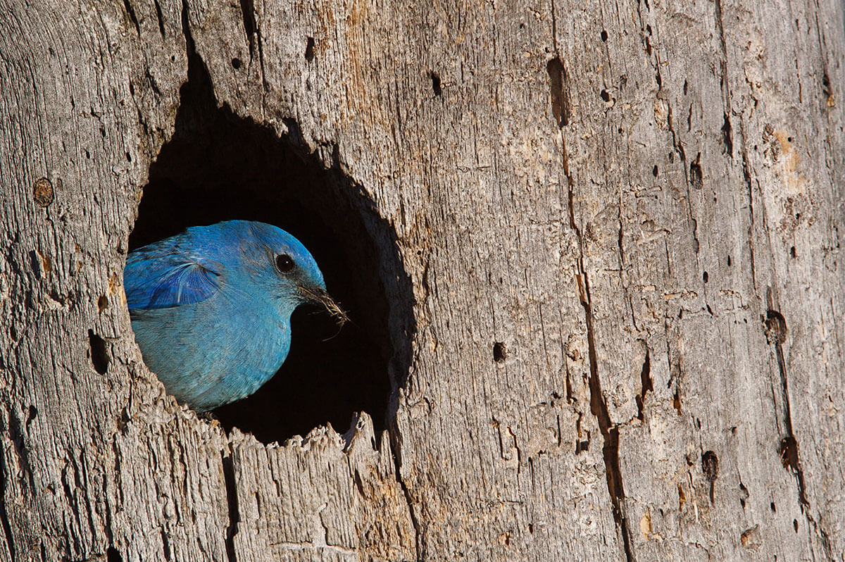 Why Keep A Dead Tree In Your Yard 