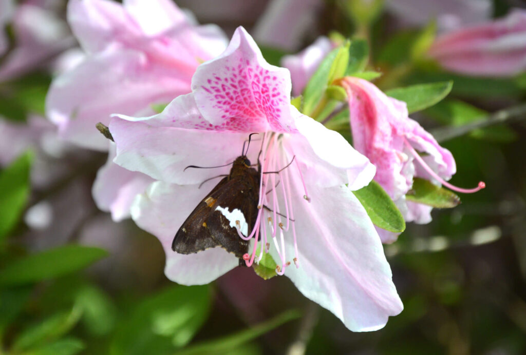 Silver-spotted skipper on azalea