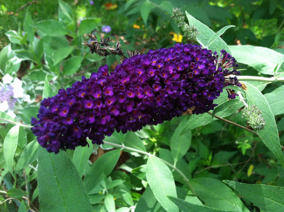 Butterfly Bush can add to your scented garden