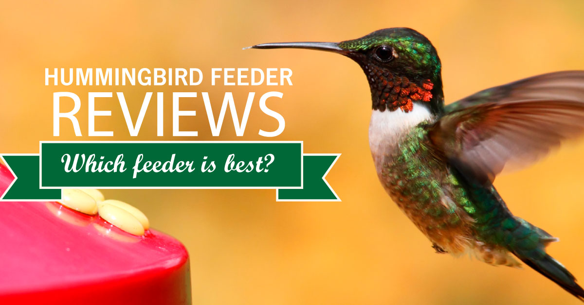 Best Hummingbird Feeder Review Of Four Types Of Feeders
