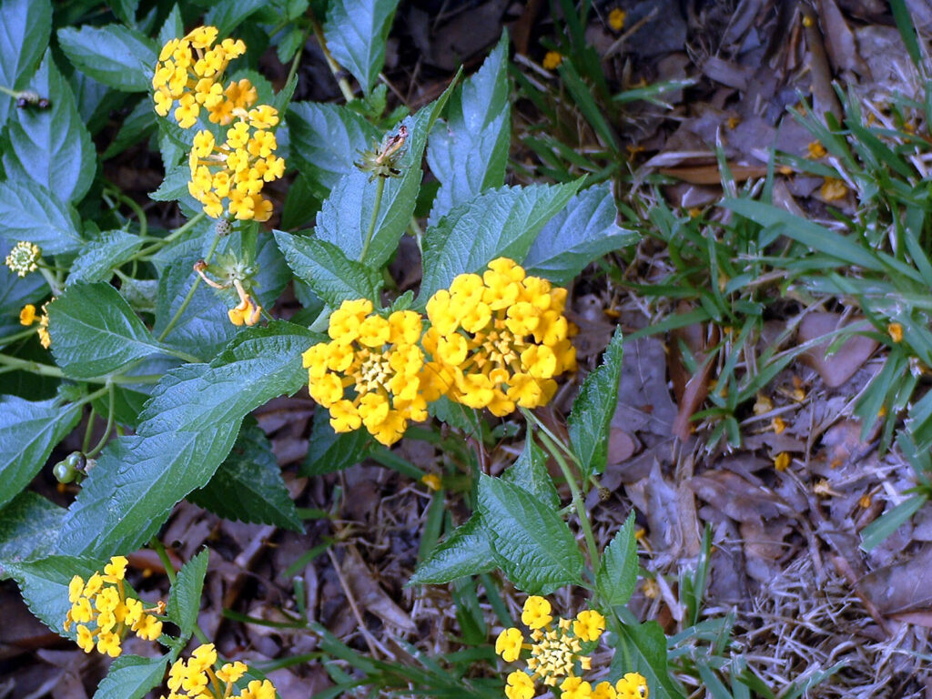 Lantana