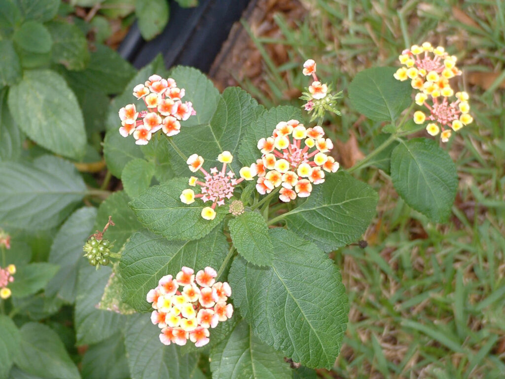 Lantana