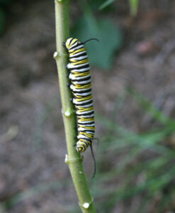 Monarch Caterpillar