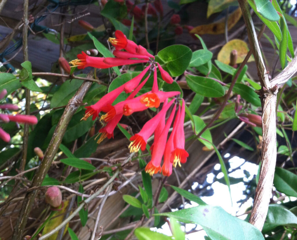 Native Honeysuckle