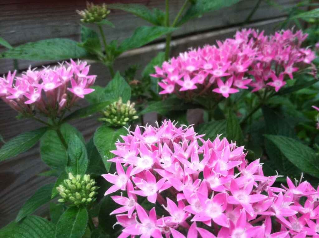Pink pentas flowers which is a butterfly food plant