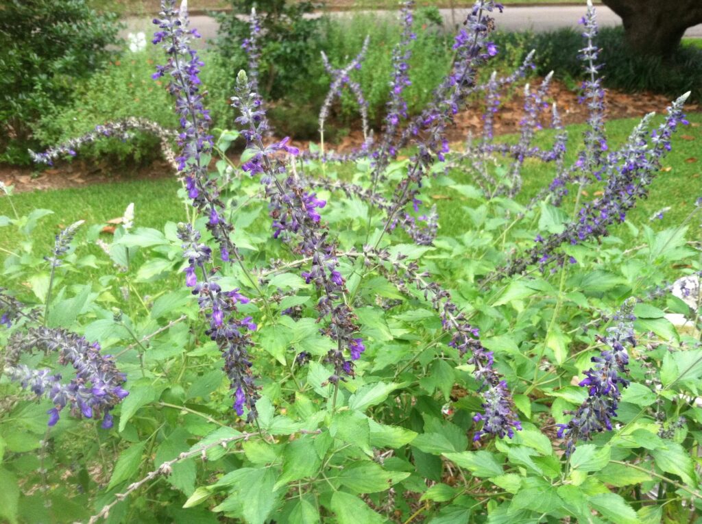 Mystic spires salvia