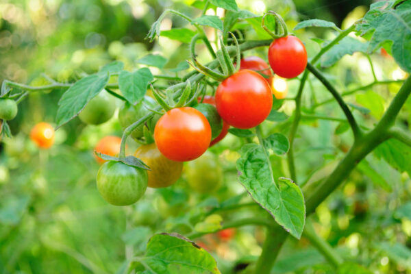 Cherry Tomatoes