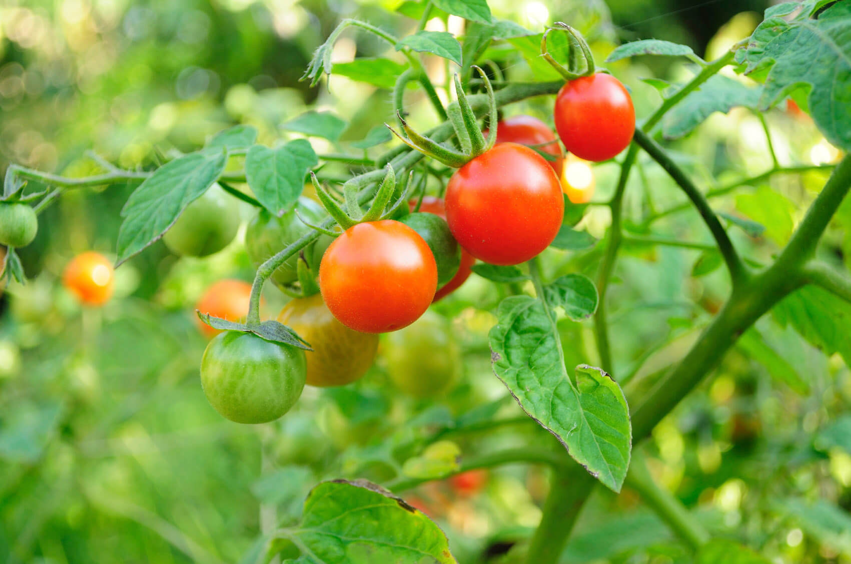 How To Grow Tomatoes - Garden Experiments
