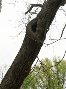 The tree cavity that the wood duck is nesting in