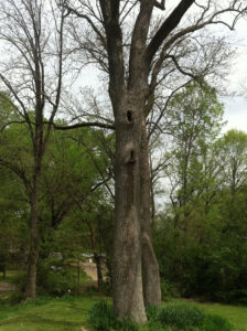 Another tree in our yard with a great nesting site