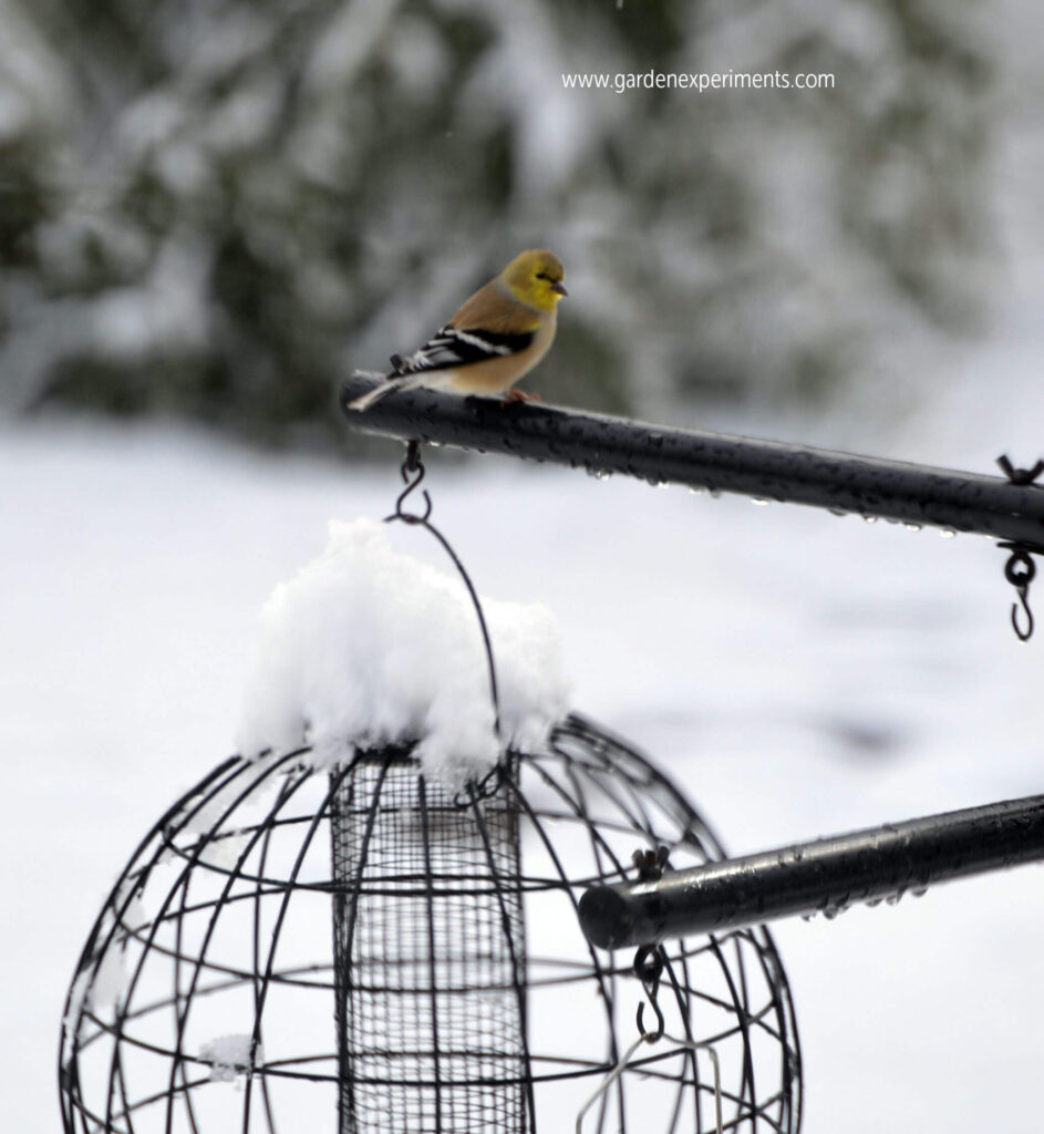 Bird perched on the pole in winter
