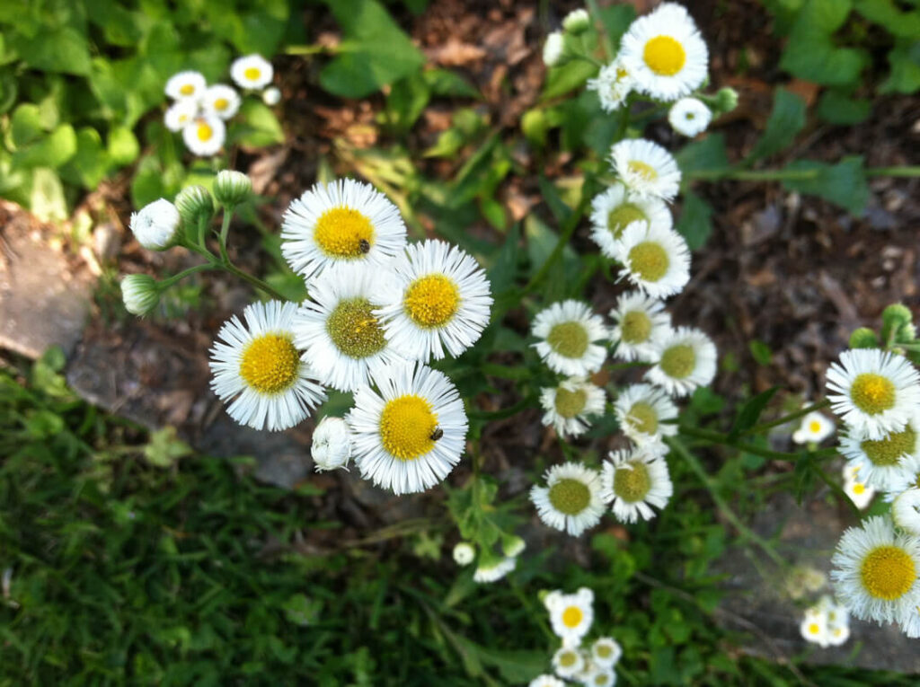 White daisy-like flowers of Philadelphia fleabane, a butterfly food plant