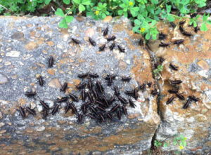 Eastern Lubber Grasshoppers